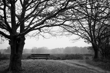bench in the forest