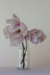 pink magnolia on white background