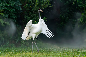 Red-Crowned crane in green grass