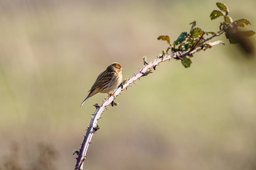 Reed Bunting (Emberiza schoeniclus) perched on a long branch, taken in the UK