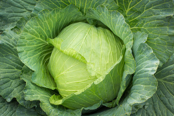 head of cabbage