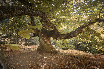 Fototapeta na wymiar Castaño centenario en el bosque encantado de castaños durante el otoño.