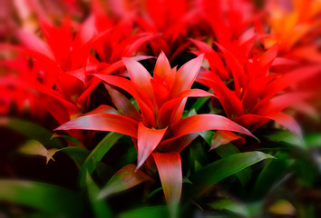 Blossom of Guzmania Bromelia. Sale. Pot plants, indoor plants, tropical plants. Several plants are located in the photograph. Red beautiful blurred background. Use as background