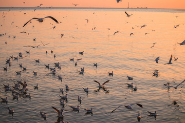 seagulls are swimming in the sea