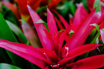 Blossom of pink Guzmania Bromelia. Sale. Pot plants, indoor plants, tropical plants. Several plants are located in the photograph. Guzmania Bromeliad Closeup. Use as background