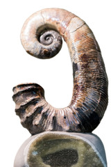 Ammonite fossil on white background. Lower Cretaceous