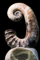 Ammonite fossil on black background. Lower Cretaceous