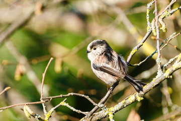 Long-tailed tit (Aegithalos caudatus) looking over it's shoulder, taken in England