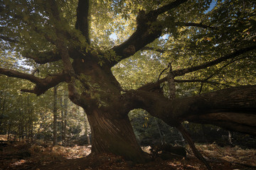 Castaño centenario en el bosque encantado de castaños durante el otoño.