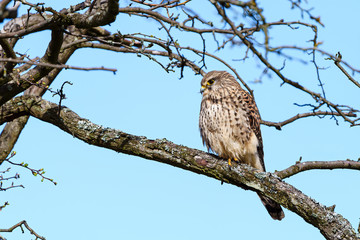 Common Kestrel (Falco tinnunculus) resting on a branch, taken in England