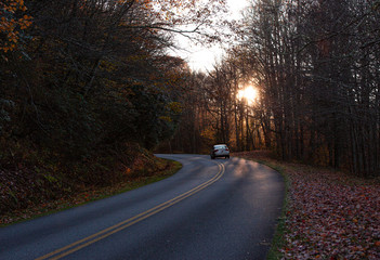 road in forest