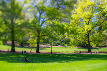 Obraz premium People relax on the lawn and Park benches, which are surrounded by many growing fresh green trees in Central Park New York City NY USA on May. 11 2019.