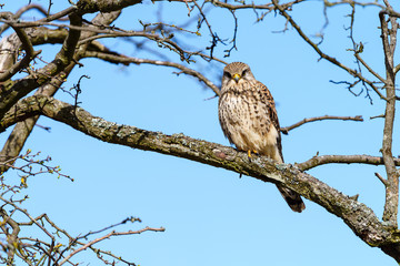 Common Kestrel (Falco tinnunculus) perche in a tree looking at camera, taken in London