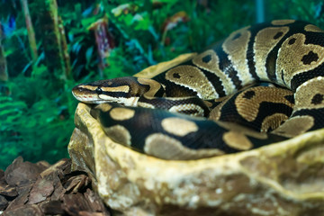 The ball python known as the royal python