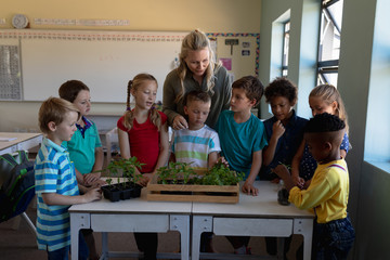 Female teacher around a box of plants for a nature study lesson in an elementary school classroom