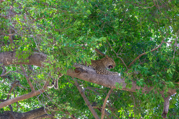 Leopard