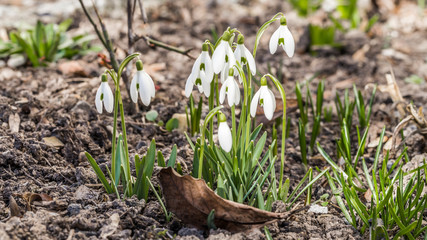 snowdrops in the garden