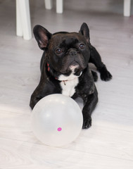 french bull dog with ball 