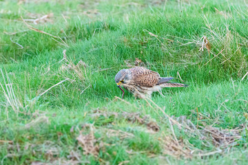 Common Kestrel (Falco tinnunculus) on the ground with a worm in it's mouth, in England