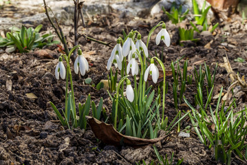 snowdrops in the garden