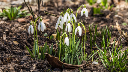 snowdrops in the garden