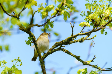 Willow Warbler (Phylloscopus trochilus) up a tree, taken in UK