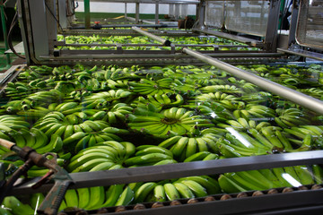 Banana factory on La Palma, Canary islands, Spain, once harvested, big bananas bunches.transported...