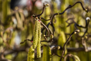 male catkins on common hazel