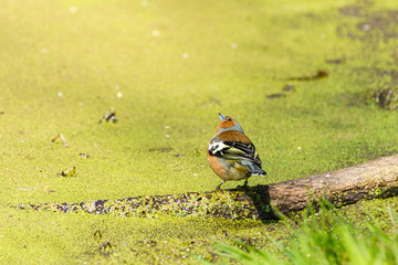 Chaffinch (Fringilla coelebs) next to a pond, looking up to the sky, taken in the UK