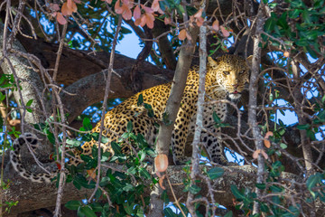 Leopard