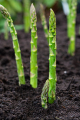 New harvest of green asparagus vegetable in spring season, green asparagus growing up from the ground on farm