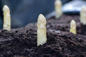 New spring season of white asparagus vegetable on field ready to harvest, white heads of asparagus...