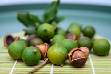 Group of ripe macamadia nuts in green and brown shell and leaves of macadamia tree