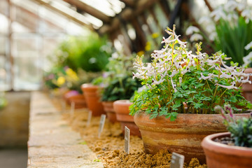 Shallow focus of young, warm climate plants seen in a large greenhouse. The plants are from various parts of the world and housed in this large green house.