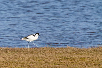 Pied Avocet (Recurvirostra avosetta) walking along grassy bank of  a dam at Gibraltar Point