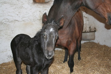 Obraz premium Foal young bay fur horse black birth
