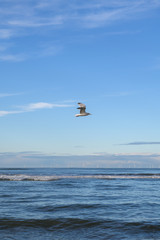 Dutch landscape, North sea sandy beach during low tide near Castricum aan Zee, Netherlands