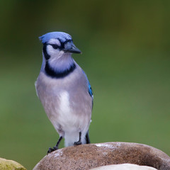Bluejay in a bird drinker outside backyard