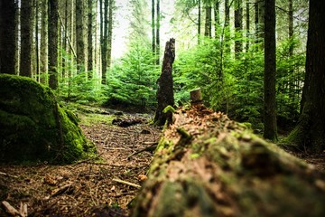 Scotland woods and forests