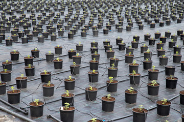 Greenhouse for Chrysanthemum flower seedling planting plots. Soil disinfection film. Flower Potted Plants Irrigation.