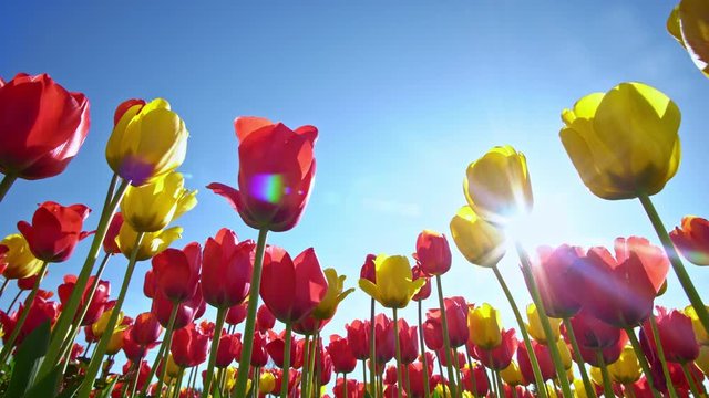 Group of tulips in the sunlight against the blue sky. Sunshine and spring nature. 