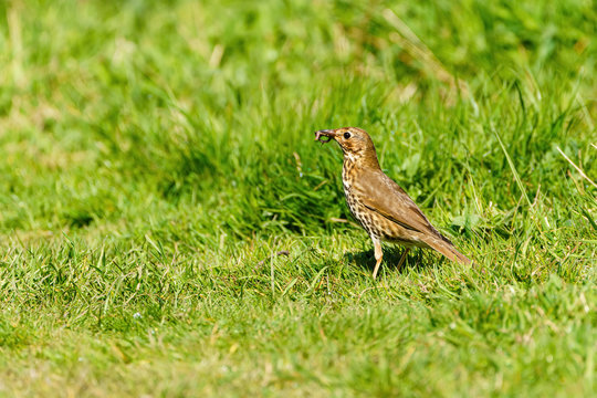 Song Thrush (Turdus Philomelos) With Caught Worm, Taken In The UK