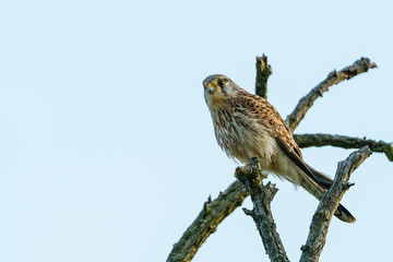 Common Kestrel (Falco tinnunculus) sitting on the top of a dead branch, taken in England