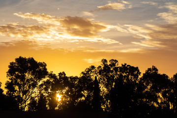 Fototapeta premium There is a group of black trees on the beautiful red colorful sunset sky background