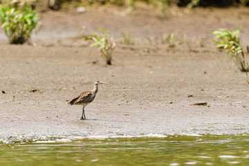  Whimbrel (Numenius phaeopus) on the edge of a river, taken in Costa Rica