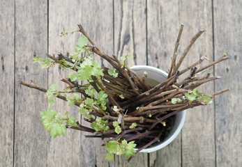 Cutting grapes. New sprouts on the stalks of grapes on a wooden ancient background. Propagation of grapes.