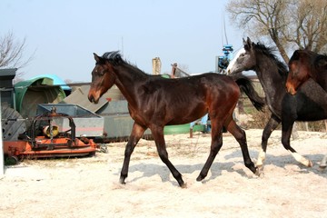 Brown bay jumping pregnant mare