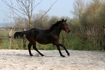 Brown bay jumping pregnant mare