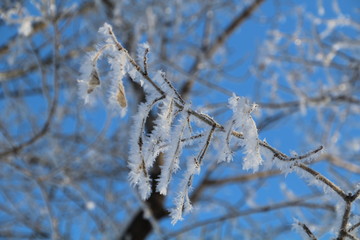 Frost Covered Branchs, Gold Bar Park, Edmonton, Alberta