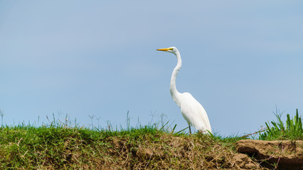 Great Egret (Ardea alba) standing on top of riverbank, taken in Costa Rica